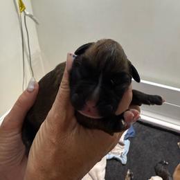 Puppy 4 - Fawn male Boxer puppy in Jamesville, New York from Reynolds Homestead Boxers