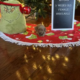 Goldendoodle Puppies from Coastal Georgia Exotics