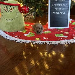 Goldendoodle Puppies from Coastal Georgia Exotics