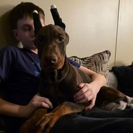 Brown - Red and rust male Doberman Pinscher puppy in Knox, Indiana from Double River Dobermans