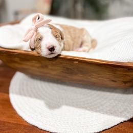 Journey - Red  female Goldendoodle puppy in Sulphur, Louisiana from Curly Q’s Of Carlyss