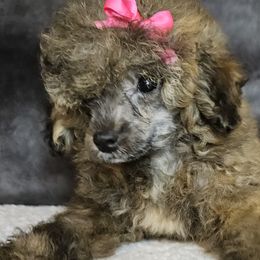Stella - Poodle