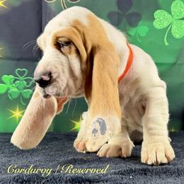 Corduroy - Red and white male Basset Hound puppy in Dingess, West Virginia from Tuckers' Howling Hounds