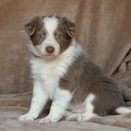 Tristan - AKC Reg - Lilac male Border Collie puppy in Courtland, Alabama from C Bar C Ranch Border Collies