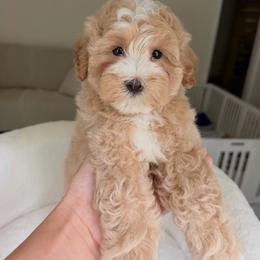 Charlie - Cream male Maltipoo puppy in Charles City, Virginia from Historic triangle doodles Charles City, Virginia