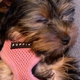 Yorkshire Terriers from Yummy Yorkies
