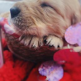 Golden Retriever Puppies from Great Lakes Golden Retreivers