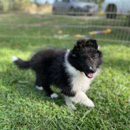 Mercedes - Black and white female Shetland Sheepdog puppy in Emmett, Idaho from MacGregor Shelties