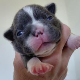 Atlas - Blue male Boston Terrier puppy in Star, North Carolina from Meatloaf's Bostons Family