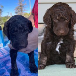 Poodle Puppies from Country Side Kennels
