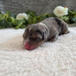 Jelly Bean - Blue merle male Australian Shepherd puppy in Summerville, South Carolina from Flowertown Aussies