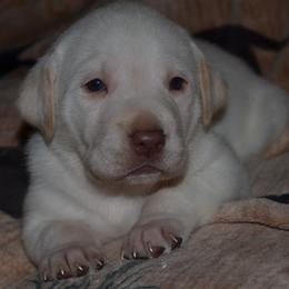 Nevada California Utah Idaho Lucy - Yellow female Labrador Retriever puppy in Spring Creek, Nevada from Badland Kennel