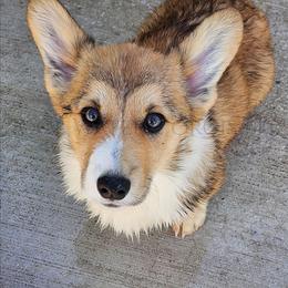 Pop - Sable male Pembroke Welsh Corgi puppy in Kiowa, Colorado from Cool Water Corgis LLC