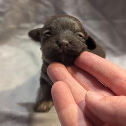 Delilah - Chocolate female Havanese puppy in Zanesville, Ohio from Charlotte Landry