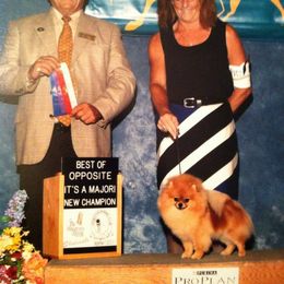 Pomeranians from Danco Pomeranians