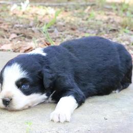Fern - Black tri-color female Australian Shepherd puppy in Macon, Georgia from Shaina’s Shepherds