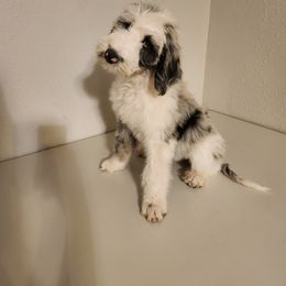 Sheepadoodle Puppies from Iroz doodles