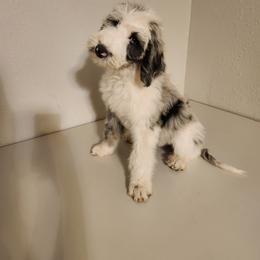 Sheepadoodle Puppies from Iroz doodles