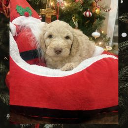 Boy 1 - Apricot male Goldendoodle puppy in Cartersville, Georgia from Oodles of doodles nw ga