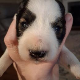 Hazel - Salt and pepper female Miniature Schnauzer puppy in Clemmons, North Carolina from Schnauzer Snobs