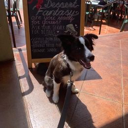 Border Collie Puppies from Overdrive Border Collies