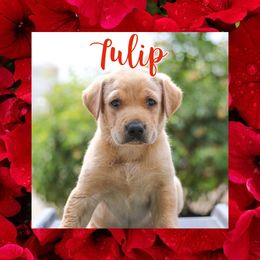Tulip - Labrador Retriever puppy in Atwater, California from Black Cloud Kennels