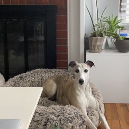 Whippet All Grown Up from Whippets of Westgate