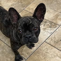 French Bulldogs from Sparkling City Frenchies
