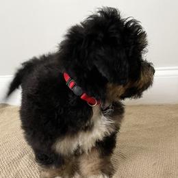 Bernedoodle Puppies from Eastside Paws LLC