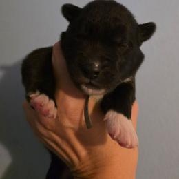 Dash - Black male Siberian Husky puppy in Meridian, Mississippi from JJ's Huskies