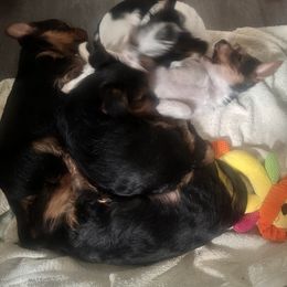 Yorkshire Terrier Puppies from j&j yorkies