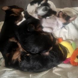 Yorkshire Terrier Puppies from j&j yorkies
