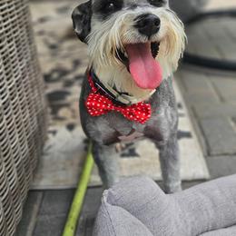 Miniature Schnauzer All Grown Up from ieva kasp