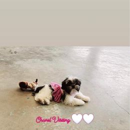 Shih Tzus and Yorkshire Terriers from Crystal j’s shihtzus