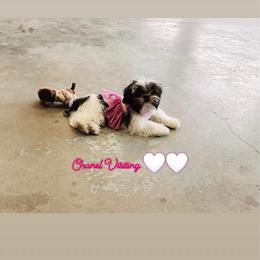 Shih Tzus and Yorkshire Terriers from Crystal j’s shihtzus