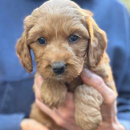 Blue Boy - Red male Australian Labradoodle puppy in Bend, Oregon from High Desert Labradoodles