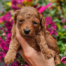 Shelby - Red  female Poodle puppy in Salem, Missouri from Meadowbrook Poodles