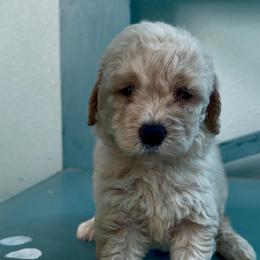 Aurora - Cream female Goldendoodle puppy in Pensacola, Florida from Goldendoodles Love You in Pensacola Friend Edition
