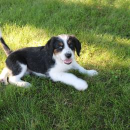 Molly Pitcher - Black and white female Assorted Doodle Crosses puppy in Bagley, Minnesota from Soni Morgan