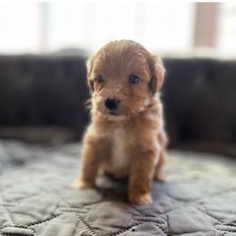 Daphney - Red  female Goldendoodle puppy in Cumberland, Rhode Island from minigoldendoodlesofRI