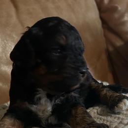 Maryland - Tri-color female Cavapoo puppy in Arabi, Georgia from Huckadoodle Farm