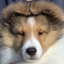 Striker - Sable and white male Shetland Sheepdog puppy in Seminole, Oklahoma from Symphony Shelties