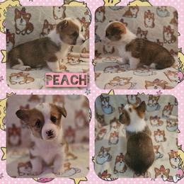 Peach - Red female Pembroke Welsh Corgi puppy in Rensselaer, Indiana from STR Corgis