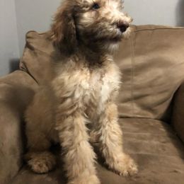 "Standard Poodle" Bearded Retriever, Bernedoodle, and Poodle Puppies from Doodle Belle Puppy