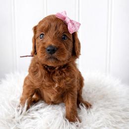 Mellie - Red  female Goldendoodle puppy in Amery, Wisconsin from Cornerstone Retrievers