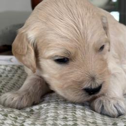Red Boy - Cream male Goldendoodle puppy in Colorado Springs, Colorado from Pikes Peak Doodles