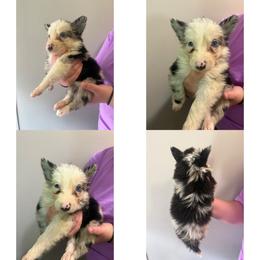 Girl 2 - Blue merle female Border Collie puppy in Asheboro, North Carolina from Coble Kennels
