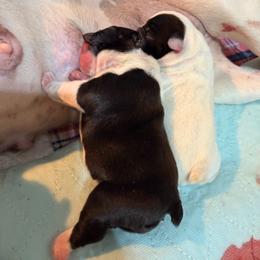 Black pied female - Black and white female French Bulldog puppy in Jefferson City, Missouri from Central Frenchie Haven
