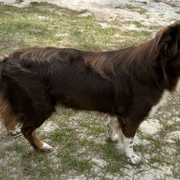 Ember - Australian Shepherd