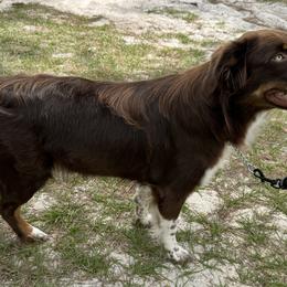 Ember - Australian Shepherd